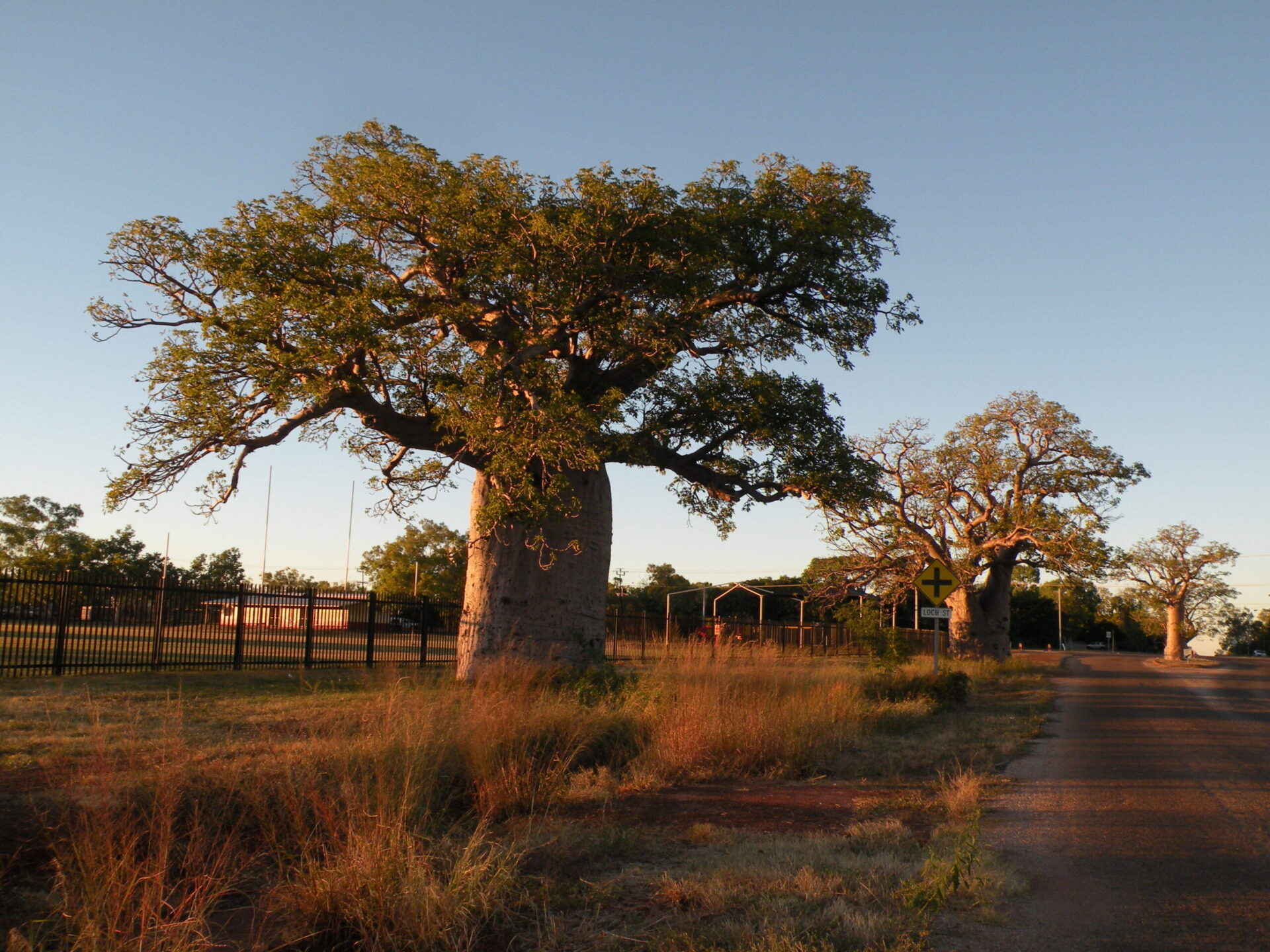 Boabs-Kimberley-L-Bowell-DSCN0819